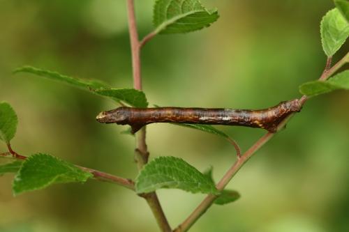 Réf. 298 008 : Ectropis crepuscularia